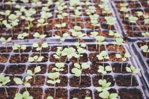 agriculture-1850891_640