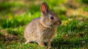 bunny-5014814_640