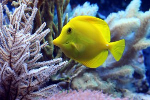 fish-2921430_640