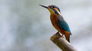 kingfisher-881594_640